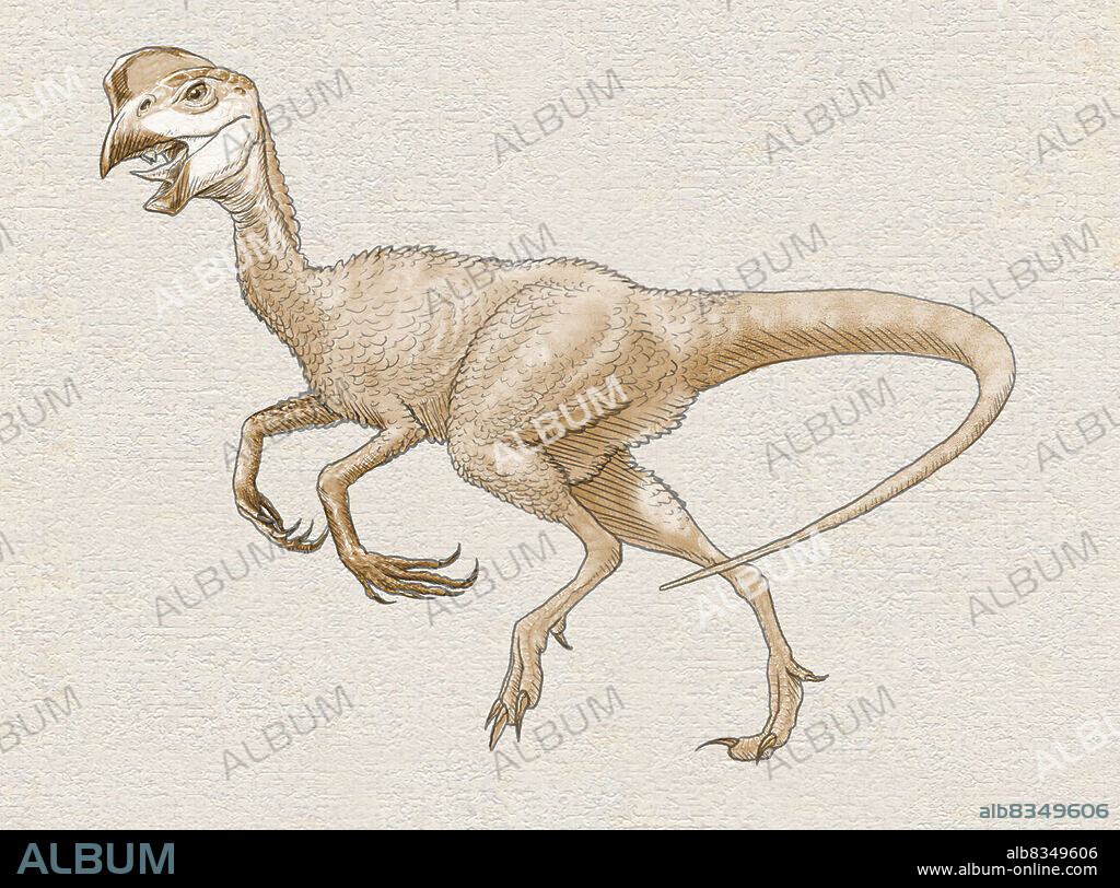 Oviraptor was a small, bird- like dinosaur with a toothless beak.This 7 ft.-long (2 m) reptile could not fly, but probably had feathers and sat on its eggs, the way birds do. Oviraptor lived in Asia about 80 million years ago.