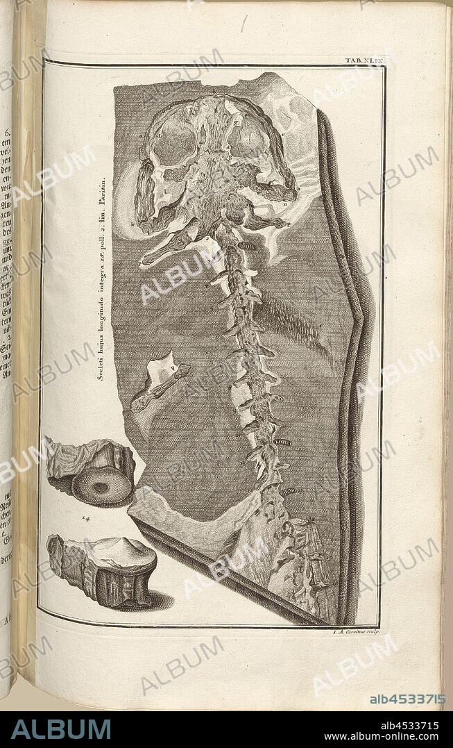 the skeleton of, Parallel Title: Remnants of the Flood; Flood, Signed: J. A. Corvinus sculp, copperplate, plate XLIX (vol. 1), Füssli, Johann Melchior; Corvinus, Johann August (sculp.), 1731, Johann Jakob Scheuchzer: Kupfer-Bibel (...). Augspurg und Ulm: gedruckt bey Christian Ulrich Wagner, 1731-1735.