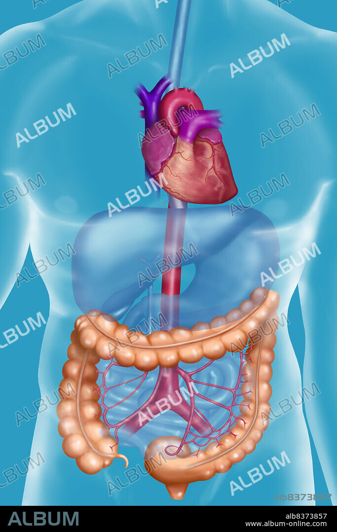 Vascularization of the colon.. The colon is irriguated by the superior and inferior mesenteric arteries, derivated from the abdominal aorta, and by their branches.. See. images 1008407 for the colon and its vascularization on a white background, 1008707 and 1008807 on a masculine silhouette, 1008507 and 1008607 on a feminine silhouette.