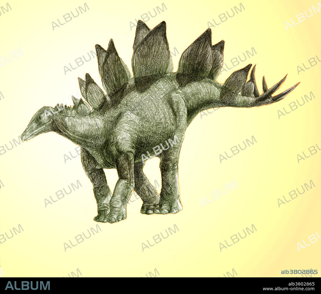 Illustration of Stegosaurus armatus. Stegosaurus is a genus of stegosaurid armoured dinosaur from the Late Jurassic period in what is now western North America. Due to its distinctive tail spikes and plates, Stegosaurus is one of the most recognizable dinosaurs, along with Tyrannosaurus, Triceratops, and Apatosaurus. They lived some 155 to 145 million years ago. A large, heavily built, herbivorous quadruped, Stegosaurus had a distinctive and unusual posture, with a heavily arched back, short forelimbs, head held low to the ground and a stiffened tail held high in the air. Its array of plates and spikes has been the subject of much speculation. The spikes were most likely used for defence, while the plates have been proposed as a defensive mechanism, as.