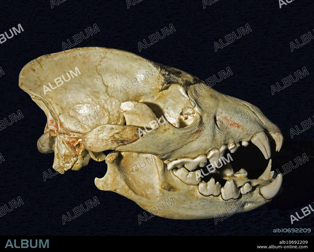 Spotted Hyena Skull (Crocuta crocuta). South Dakota School of Mines Geology Museum. Rapid City, South Dakota, USA.