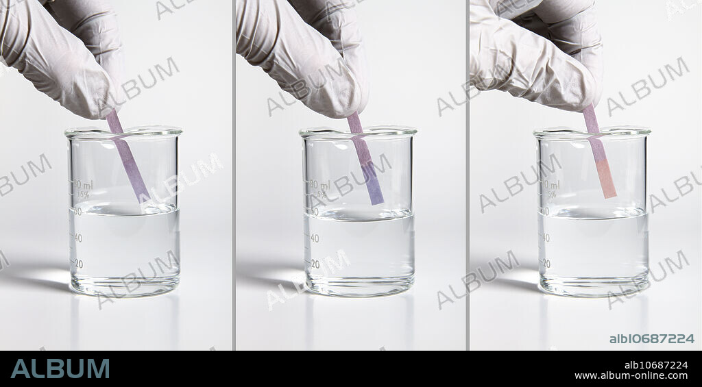 Litmus changes its colour depending on the pH of the solution. Here after litmus paper strips were dipped in different solutions. The strip was left unchanged (left), changed to blue (centre), and changed to red (right) indicating neutral (water), alkaline (baking soda) and acidic (vinegar) solutions, respectively.