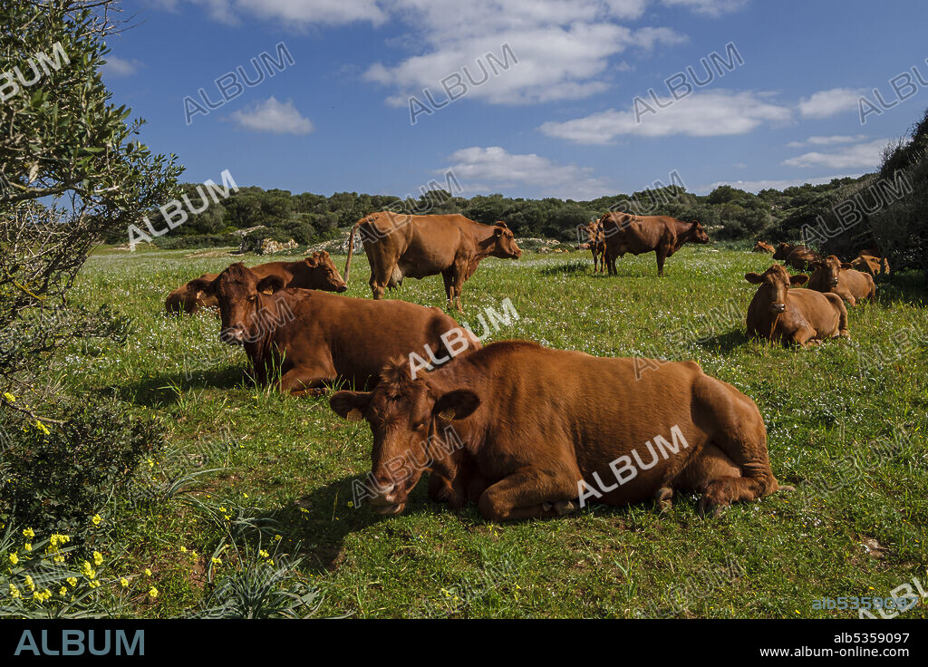 Menorcan cows grazing, Es Tudons, Ciutadella, Menorca, Balearic Islands, Spain.