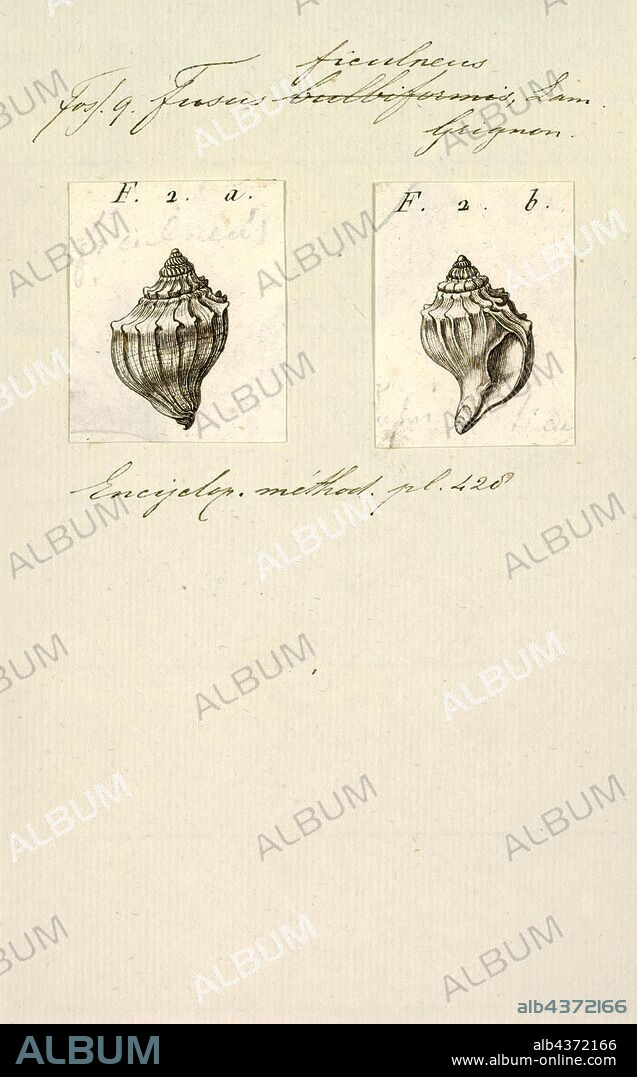 Fusus ficulneus, Print, Fusus is a genus of small to large sea snails, marine gastropod mollusks in the family Fasciolariidae, the spindle snails and tulip snails.