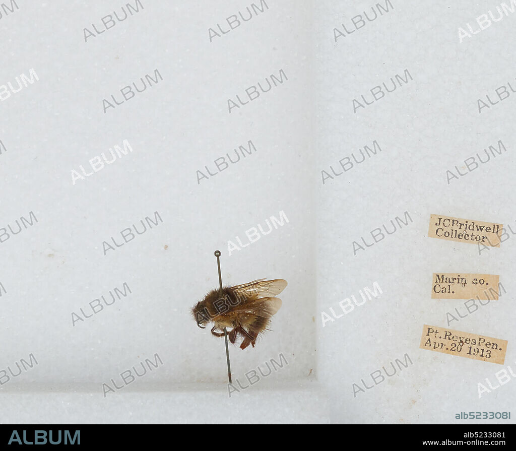 Point Reyes Peninsula, Marin, California, United States, Bombus sp., Animalia, Arthropoda, Insecta, Hymenoptera, Apidae, Apinae.