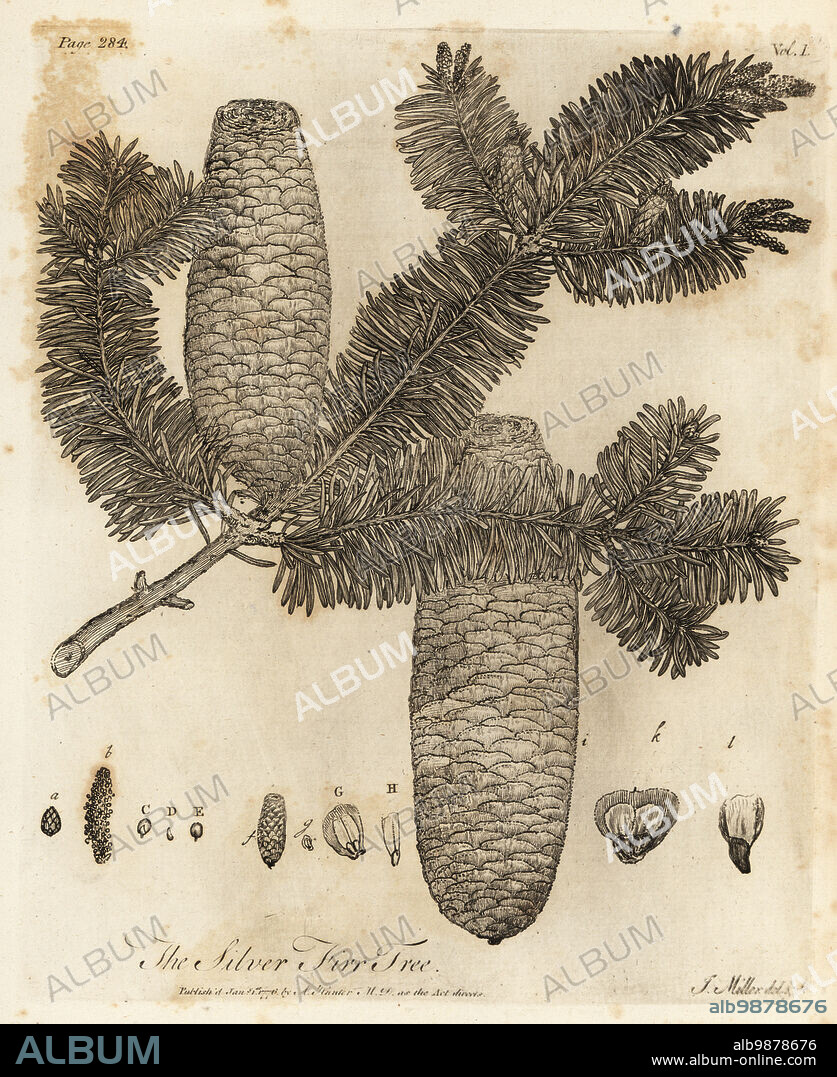European silver fir, Abies alba. Silver Fir Tree, Pinus picea. Copperplate engraving drawn and engraved by John Miller (Johann Sebastian Muller) from John Evelyns Sylva, or A Discourse of Forest Trees and the Propagation of Timer, J. Dodsley, London, 1776.