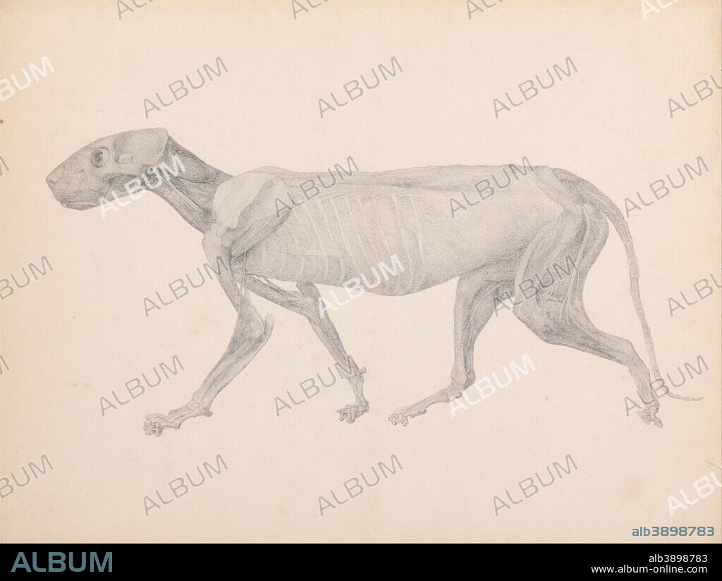 GEORGE STUBBS. A Comparative Anatomical Exposition of the Structure of the Human Body with That of a Tiger and a Common Fowl: Tiger Body, Lateral View (Finished Drawing for Unpublished Table; Shows the Third Stage in Dissection). Date/Period: 1795 to 1806. Drawing. Graphite on thick, moderately textured, cream wove paper. Height: 406 mm (15.98 in); Width: 540 mm (21.25 in).