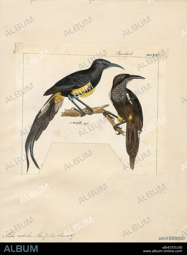 Moho nobilis, Print, The Hawaii 'o'o (Moho nobilis) is a member of the extinct genus of the 'o'os (Moho) within the extinct family Mohoidae. It was previously regarded as member of the Australo-Pacific honeyeaters (Meliphagidae)., 1820-1860.