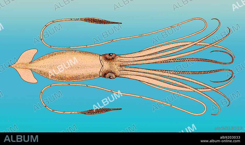 Giant squid can grow to a tremendous size due to deep-sea gigantism: recent estimates put the maximum size at 43 feet for females and 33 feet for males from the posterior fins to the tip of the two long tentacles. Claims of specimens measuring 66 feet or more have not been scientifically documented. Addison Emery Verill (February 9, 1839 - December 10, 1926) was an American zoologist. Image appeared in his "The cephalopods of the north-eastern coast of America",1879-81.