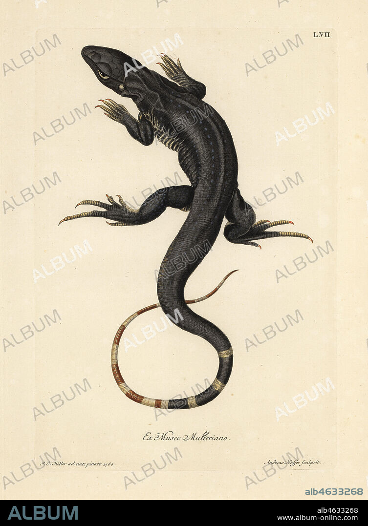 Monitor lizard, Varanus species. Handcoloured copperplate engraving by Andreas Hoffer after an illustration by Johann Christoph Keller from Georg Wolfgang Knorr's Deliciae Naturae Selectae of Kabinet van Zeldzaamheden der Natuur, Blusse and Son, Nuremberg, 1771. Specimens from a Wunderkammer or Cabinet of Curiosities owned by P.L. Muller.