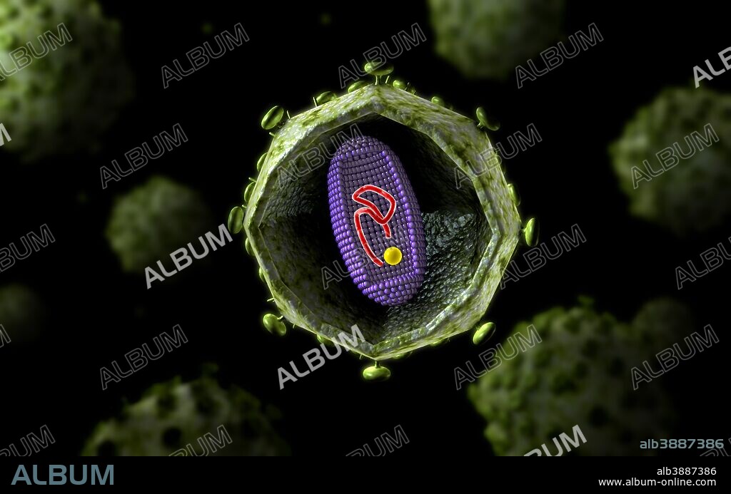 Microscopic view of HIV virus, cross section.