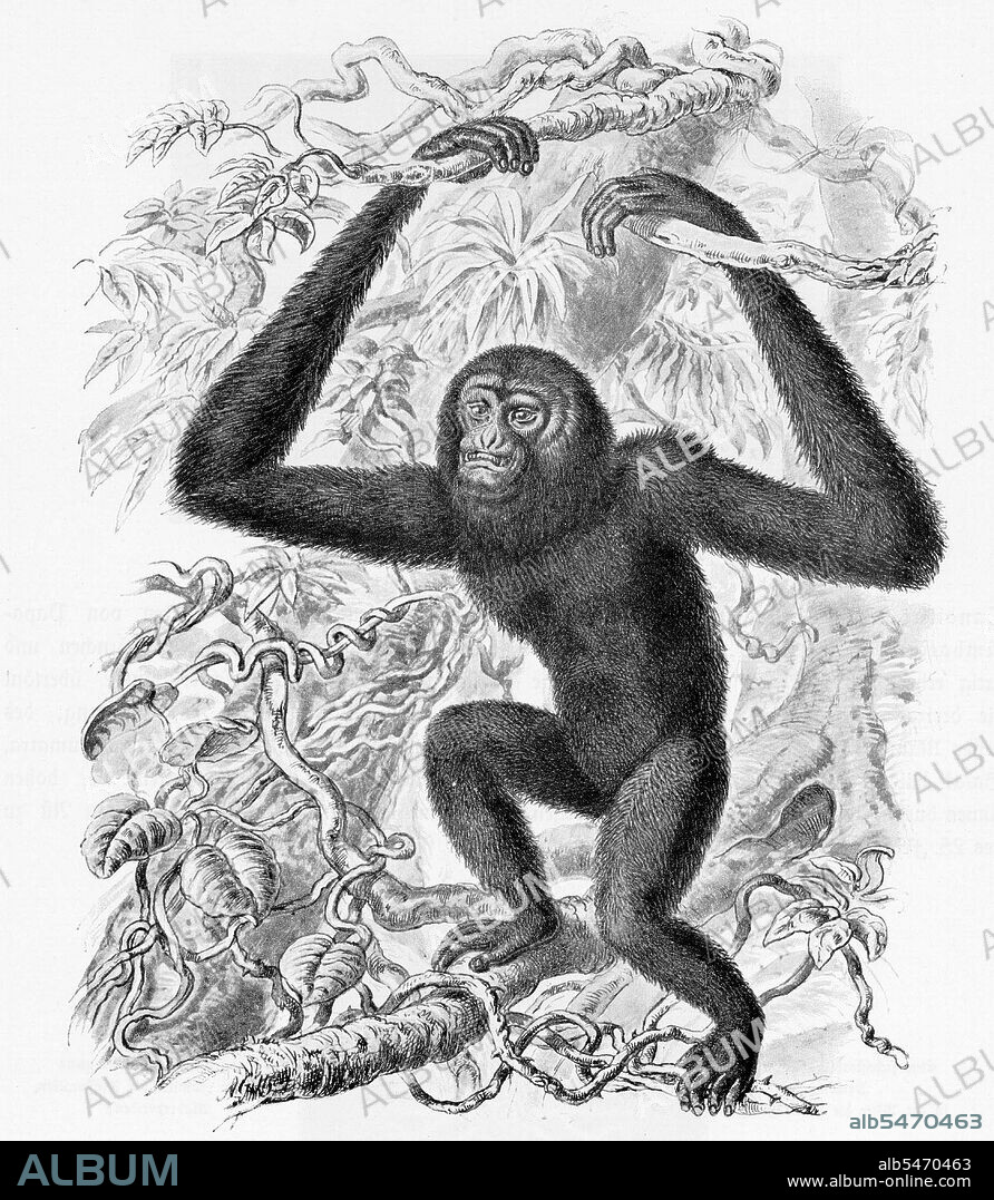 The Siamang (Symphalangus syndactylus) is a tailless, arboreal, black furred gibbon native to the forests of Malaysia, Thailand, and Sumatra. The largest of the lesser apes, the Siamang can be twice the size of other gibbons, reaching 1 m in height, and weighing up to 14 kg.