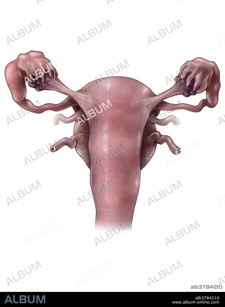 An illustrated posterior view of the uterus, ovaries and uterine tubes. Included are the ureters leading into the bladder as well as the round ligaments of the uterus.