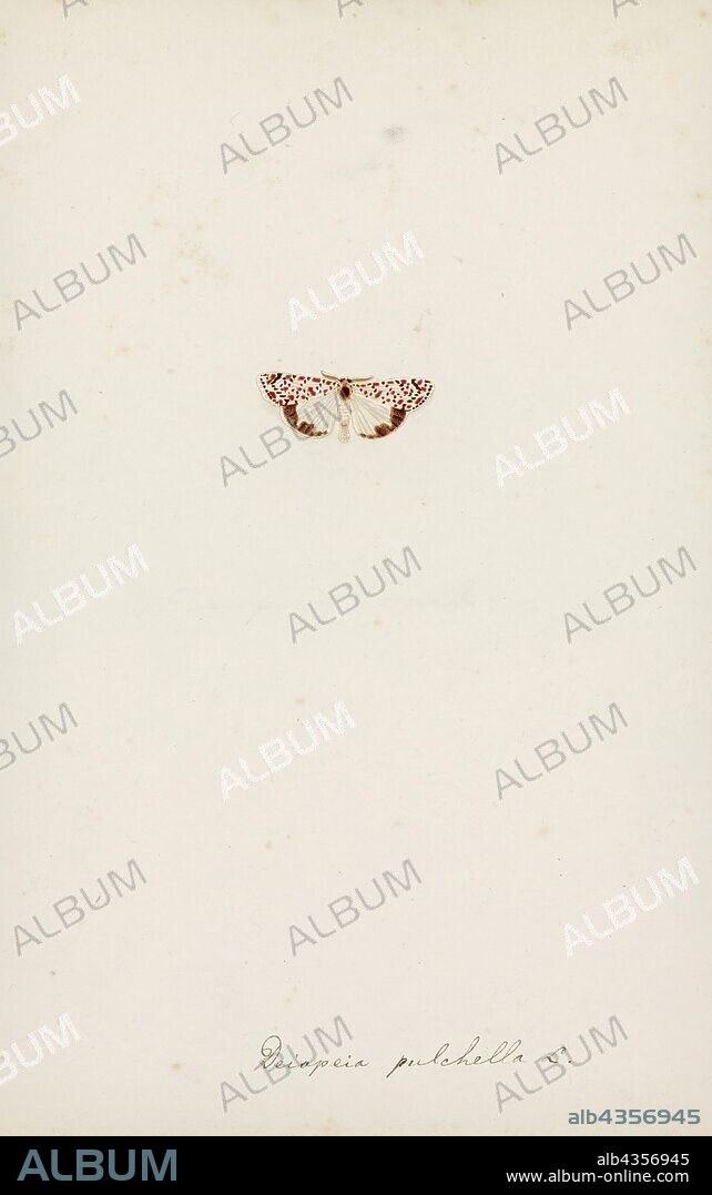 Deiopeia, Print, Utetheisa is a genus of tiger moths in the family Erebidae. The genus was first described by Jacob Hübner in 1819.