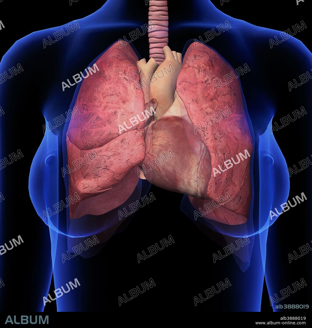 Front view of female chest with heart and lungs, x-ray style on black background.