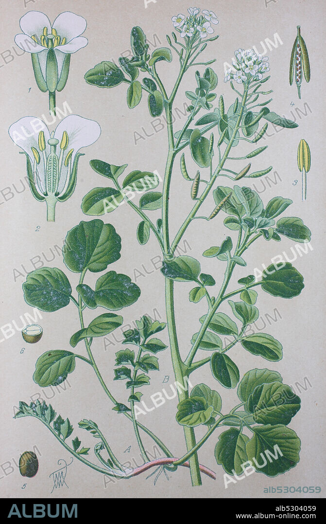 Digital improved high quality reproduction: Watercress or yellowcress is an aquatic plant species with the botanical name Nasturtium officinale  /   Echte Brunnenkresse oder Brunnenkresse, Wasserkresse, als Gemüse verwendete Pflanzenart aus der Gattung der Brunnenkressen der Kreuzblütengewächse.