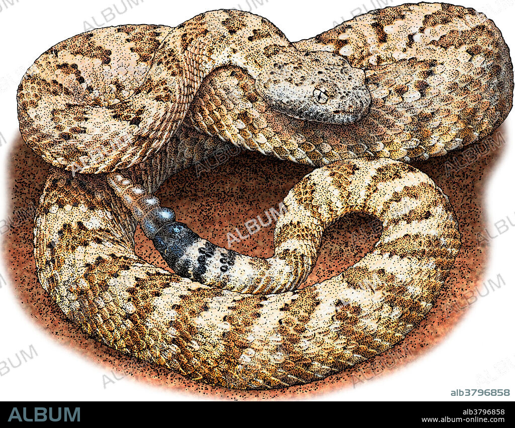 Illustration of the Panamint Rattlesnake (Crotalus mitchellii stephensi), a venomous pitviper found in southern Nevada and adjacent California.