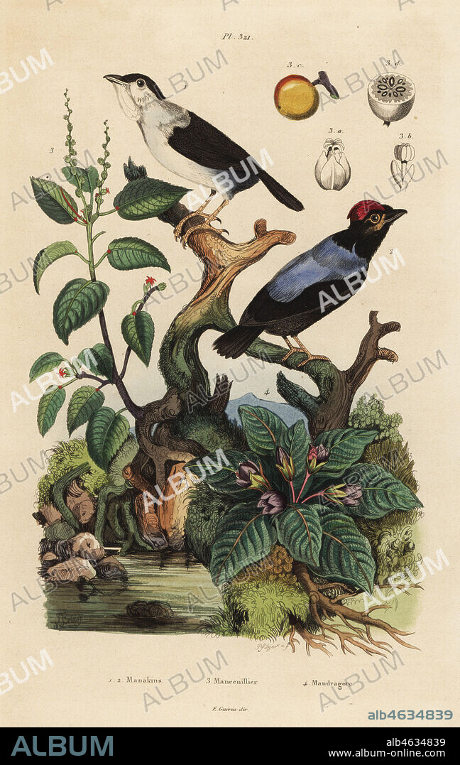 White-ruffed manakin, Corapipo altera, blue-backed manakin, Chiroxiphia pareola, manchineel tree, Hippomane mancinella, and mandrake, Mandragora officinarum. Handcoloured steel engraving by Pfitzer after an illustration by Adolph Fries from Felix-Edouard Guerin-Meneville's Dictionnaire Pittoresque d'Histoire Naturelle (Picturesque Dictionary of Natural History), Paris, 1834-39.