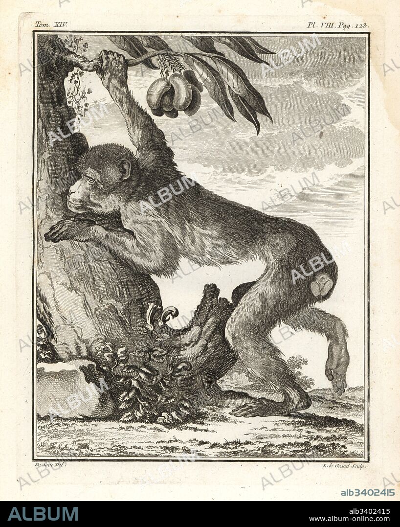 Barbary macaque or magot, Macaca sylvanus. Endangered. Copperplate engraving by L. le Grand after an illustration by Jacques de Seve from Georges-Louis Leclerc, Comte de Buffon's Histoire Naturelle, Imprimerie Royale, Paris, 1766.
