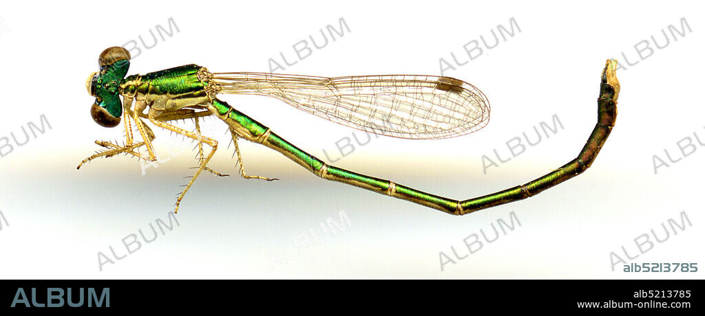 Victoria, Australia, Hemiphlebia mirabilis Selys, 1868, Animalia, Arthropoda, Insecta, Odonata, Zygoptera, Hemiphlebiidae.
