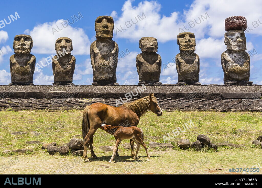 Mare nursing foal at the 15 moai restored ceremonial site of Ahu Tongariki on Easter Island (Isla de Pascua) (Rapa Nui), UNESCO World Heritage Site, Chile, South America.