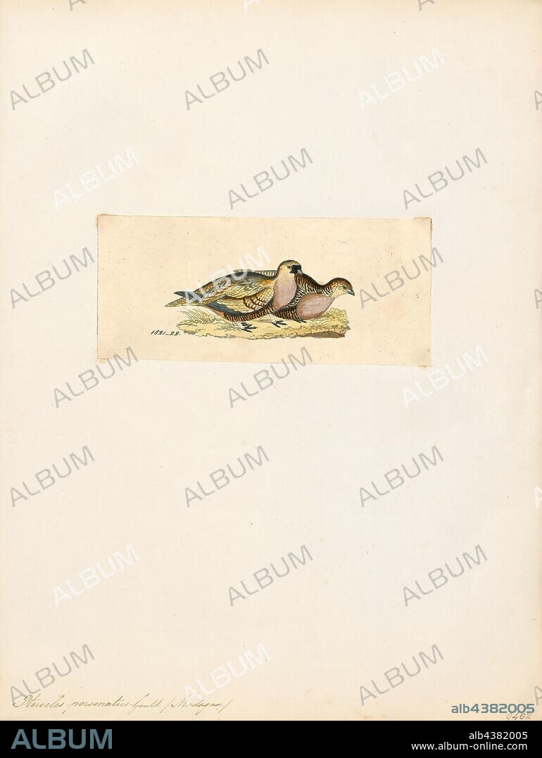 Pterocles personatus, Print, The Madagascan sandgrouse (Pterocles personatus) is a species of bird in the family Pteroclididae. It is endemic to Madagascar and is a ground-dwelling short-legged plump bird. The head of the male is brown with a black area surrounding the beak. He has a pinkish-buff coloured breast, a light brown mottled back, brown wings and paler underparts barred with dark brown. The female has a generally duller appearance being cryptically coloured brown with dark specks and bars., 1820-1860.