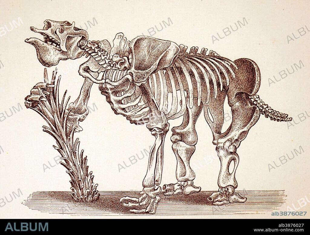 Engraving depicting the skeleton of a Megatherium (Grand ground sloth). Megatherium was a genus of elephant-sized ground sloths endemic to South America, sometimes called the giant ground sloth, that lived from the Early Pliocene through the end of the Pleistocene. Dated 19th century.