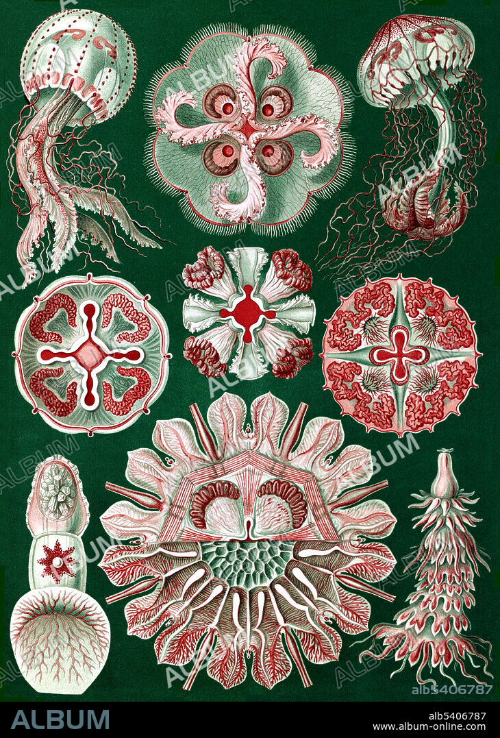 Discomedusae. Illustration showing six views of jellyfish. Kunstformen der Natur (Art Forms in Nature) is a book of lithographic and halftone prints by Ernst Haeckel. It consists of 100 prints of various organisms, many of which were first described by Haeckel himself, translated from sketch to print by lithographer Adolf Giltsch. Ernst Haeckel (1834 - 1919) was a German biologist, naturalist, philosopher, physician, professor, marine biologist, and artist. Haeckel's identification key was not provided.