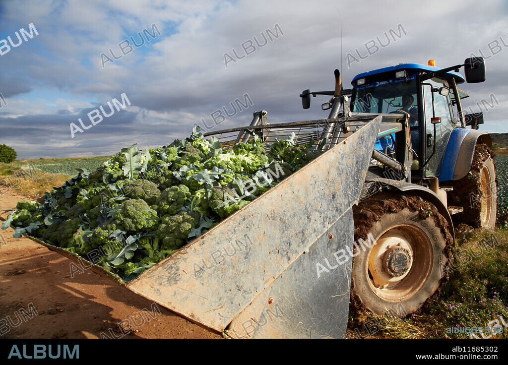 Broccoli growing fields, Agricultural fields, High Ribera, Arga-Aragon Ribera, Navarre, Spain.