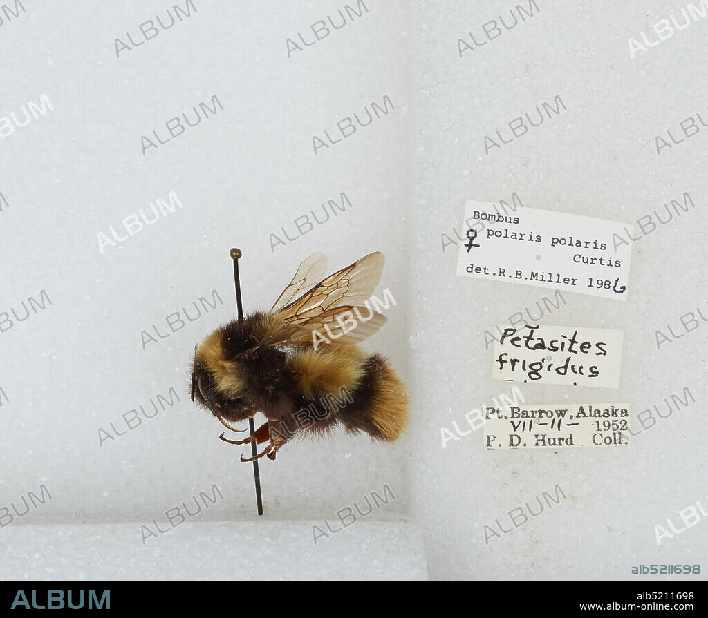 Point Barrow, North Slope, Alaska, United States, Bombus (Alpinobombus) polaris Curtis, 1835, Animalia, Arthropoda, Insecta, Hymenoptera, Apidae, Apinae.