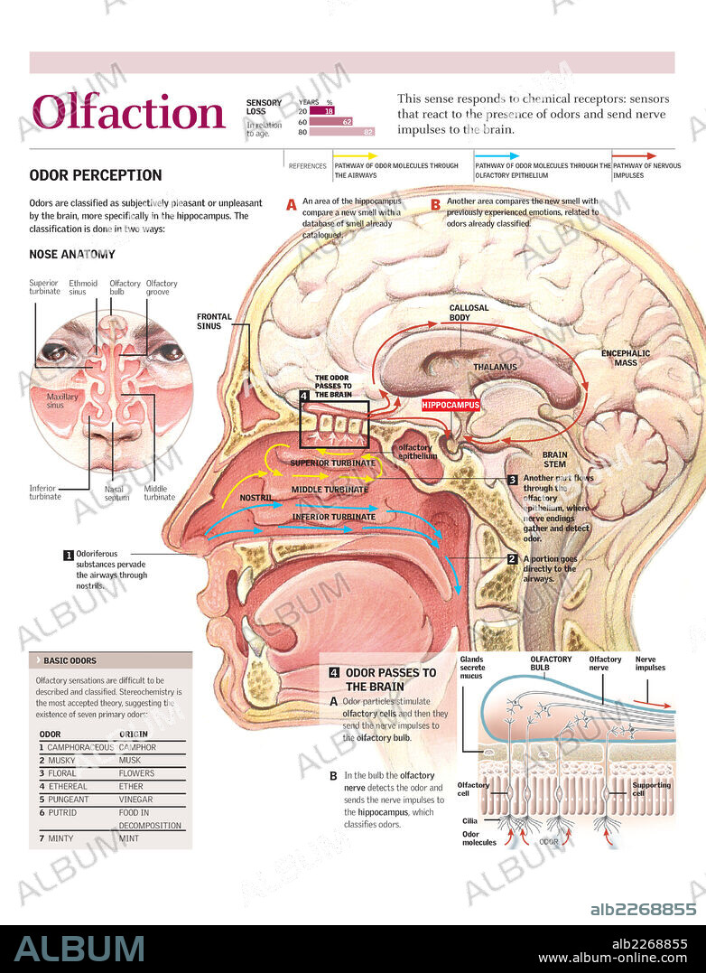 Olfaction. Infographics of the smell perception of odors from the entry of odorants by the airways to their classification in the brain.