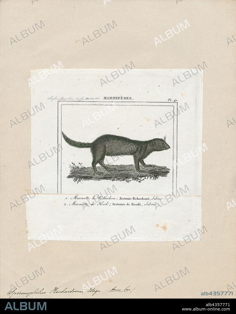 Spermophilus richardsonii, Print, Richardson's ground squirrel (Urocitellus richardsonii), also known as the Dakrat, or Flickertail, is a North American ground squirrel in the genus Urocitellus. Like a number of other ground squirrels, they are sometimes called prairie dogs or gophers, though this name belongs more strictly to the pocket gophers of family Geomyidae., 1700-1880.