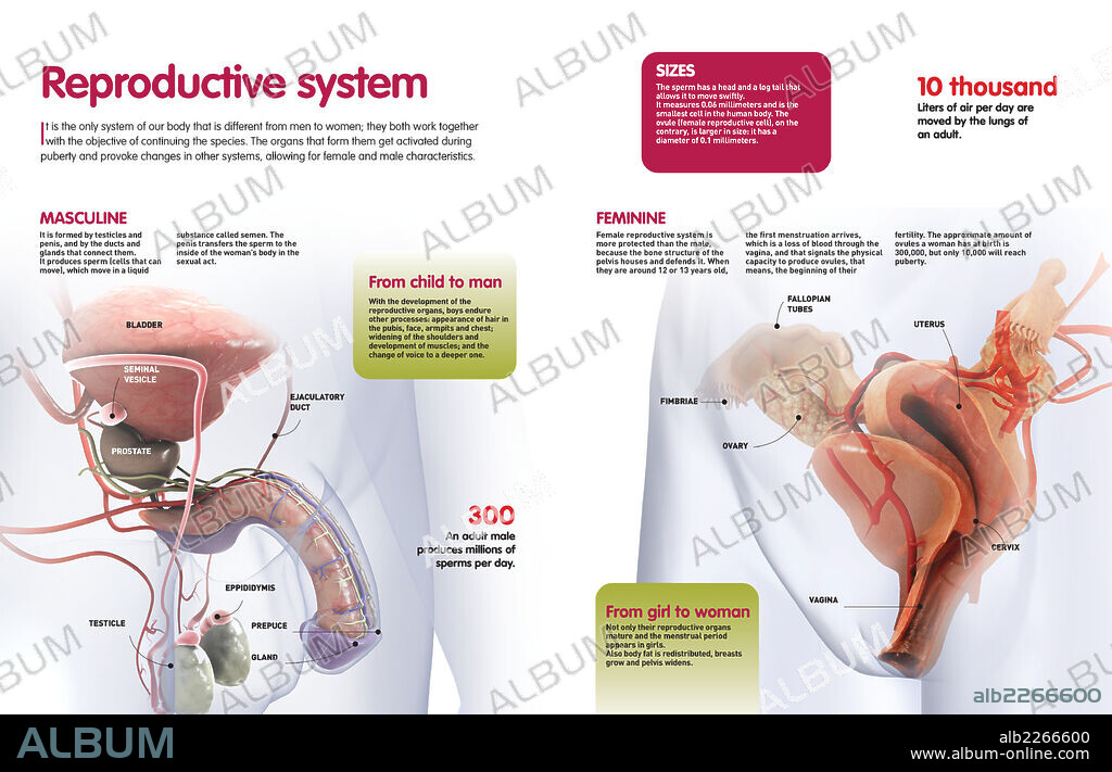 Sistema reproductor. Infografía que describe el funcionamiento, desarrollo y partes que forman el sistema reproductor femenino y masculino.