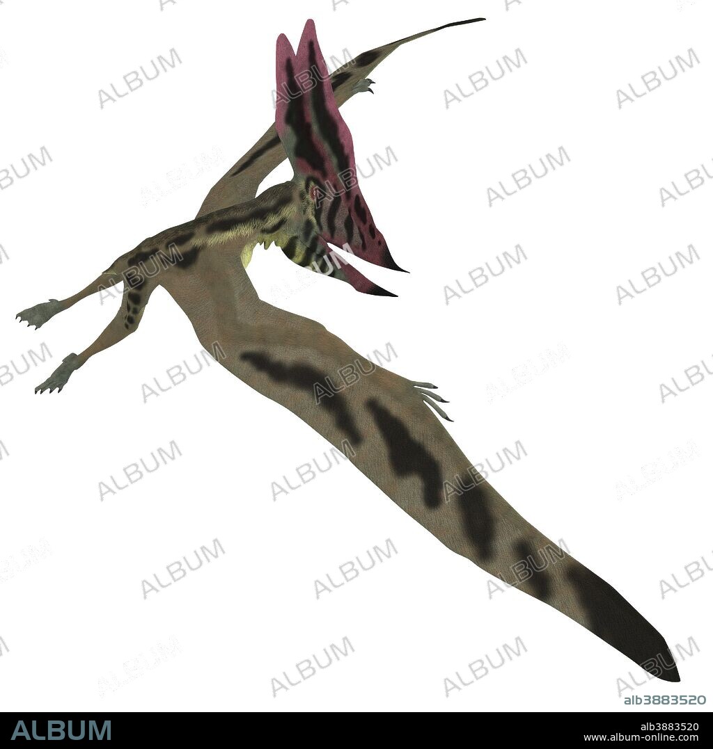 Thalassodromeus pterosaur in flight. Thalassodromeus was a carnivorous pterosaur that lived in Brazil during the Cretaceous Period.