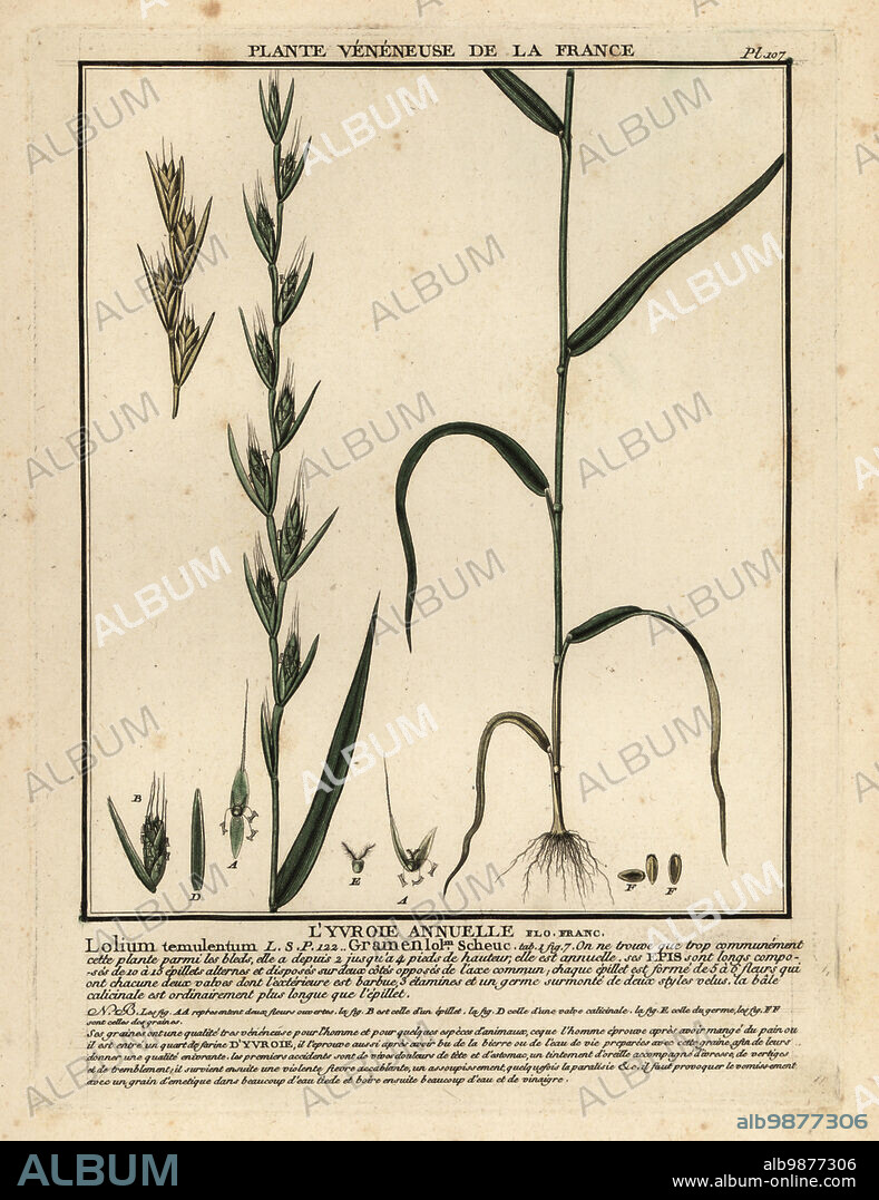 Poison darnel, darnel ryegrass or cockle, Lyvroie annuelle, livraie annuelle, Lolium temulentum. Copperplate engraving printed in three colours by Pierre Bulliard from his Herbier de la France, ou collection complete des plantes indigenes de ce royaume, Didot jeune, Debure et Belin, 1780-1793.