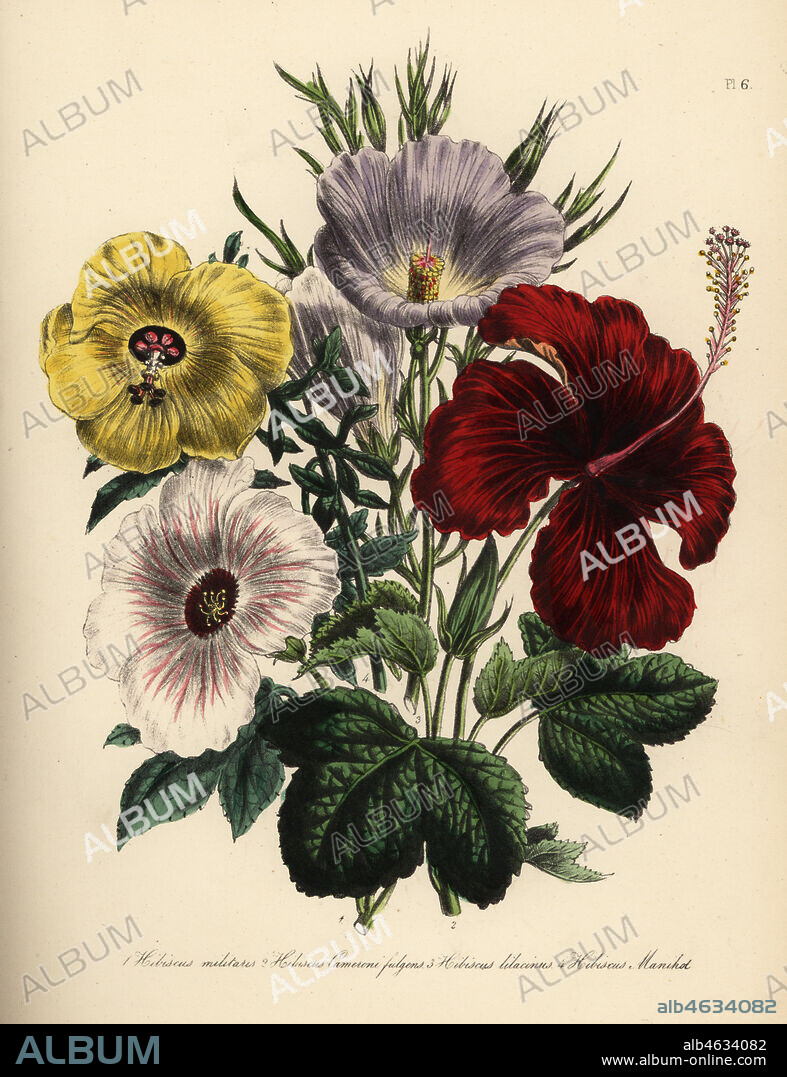 Military hibiscus, Hibiscus militaria, Mr. Cameron's hibiscus, Hibiscus cameroni fulgens, lilac hibiscus, Hibiscus lilacinus, and palmate hibiscus, Hibiscus manihot. Handfinished chromolithograph by Noel Humphreys after an illustration by Jane Loudon from Mrs. Jane Loudon's Ladies Flower Garden or Ornamental Greenhouse Plants, William S. Orr, London, 1849.