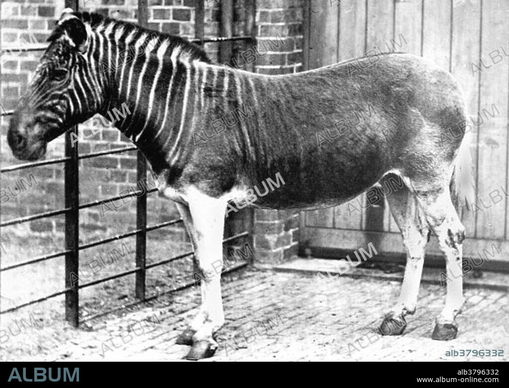 Quagga (Equus quagga quagga) is an extinct subspecies of the plains zebra that lived in South Africa until the nineteenth century. This mare, the only living quagga ever photographed, lived in Regent's Park Zoo in London and was photographed in 1870. The quagga was long thought to be a distinct species, but genetic studies have shown it to be the southernmost subspecies of the plains zebra. It is considered particularly close to Burchell's zebra. Its name is derived from its call, which sounds like "kwa-ha-ha". The last captive specimen died in Amsterdam on 12 August 1883. In 1984, the quagga was the first extinct animal to have its DNA analysed, and the Quagga Project is trying to recreate the phenotype of hair coat pattern and related characteristics by selectively breeding Burchell's zebras.