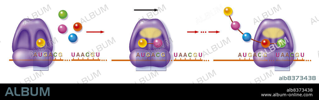 Illustration of protein synthesis. The ribosome links to the mRNA, moves from codon to codon and links an amino acid to each codon. Once the mRNA has been read in its entirety, protein is snythesised.