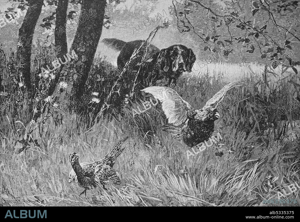 Hunting dog has tracked down two pheasants  /  Jagdhund hat zwei Fasane aufgestöbert, Historisch, historical, digital improved reproduction of an original from the 19th century / digitale Reproduktion einer Originalvorlage aus dem 19. Jahrhundert.