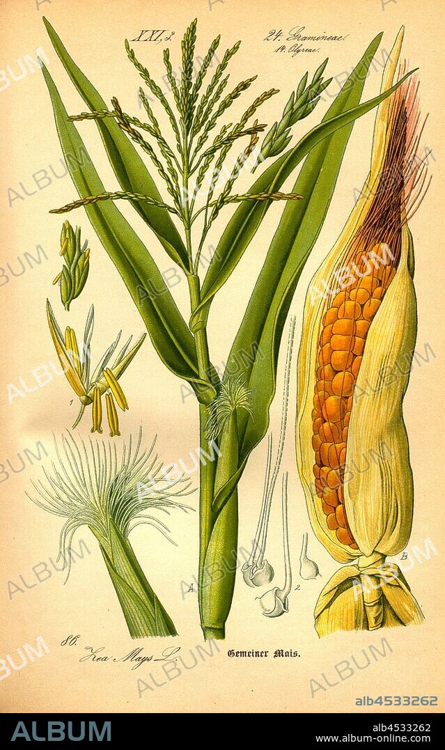 Common corn, Zea Mays L. - Corn, Turkish Wheat or Wheat Grain, Family 24. Gramineae, 14. Olyreae, Grasses, Corn Grass, Date Appreciated, Plate 86, to p. 188 (Vol. 1), 1886, Otto Wilhelm Thomé: Prof. Dr. Thomé's Flora von Deutschland, Österreich und der Schweiz in Wort und Bild. Gera-Untermhaus: Verlag von Fr. Eugen Köhler, [1886].