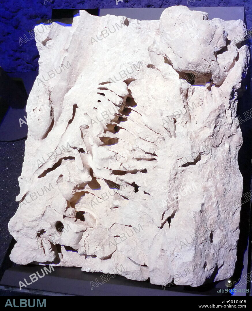 Fragments of the spinal column and vertebrae from the Livyatan, an extinct genus of physeteroid whale, similar in size to the modern sperm whale.