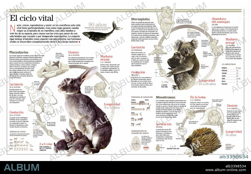 El ciclo vital. Infografía sobre el ciclo vital de los mamíferos (placentarios, marsupiales y monotremas).