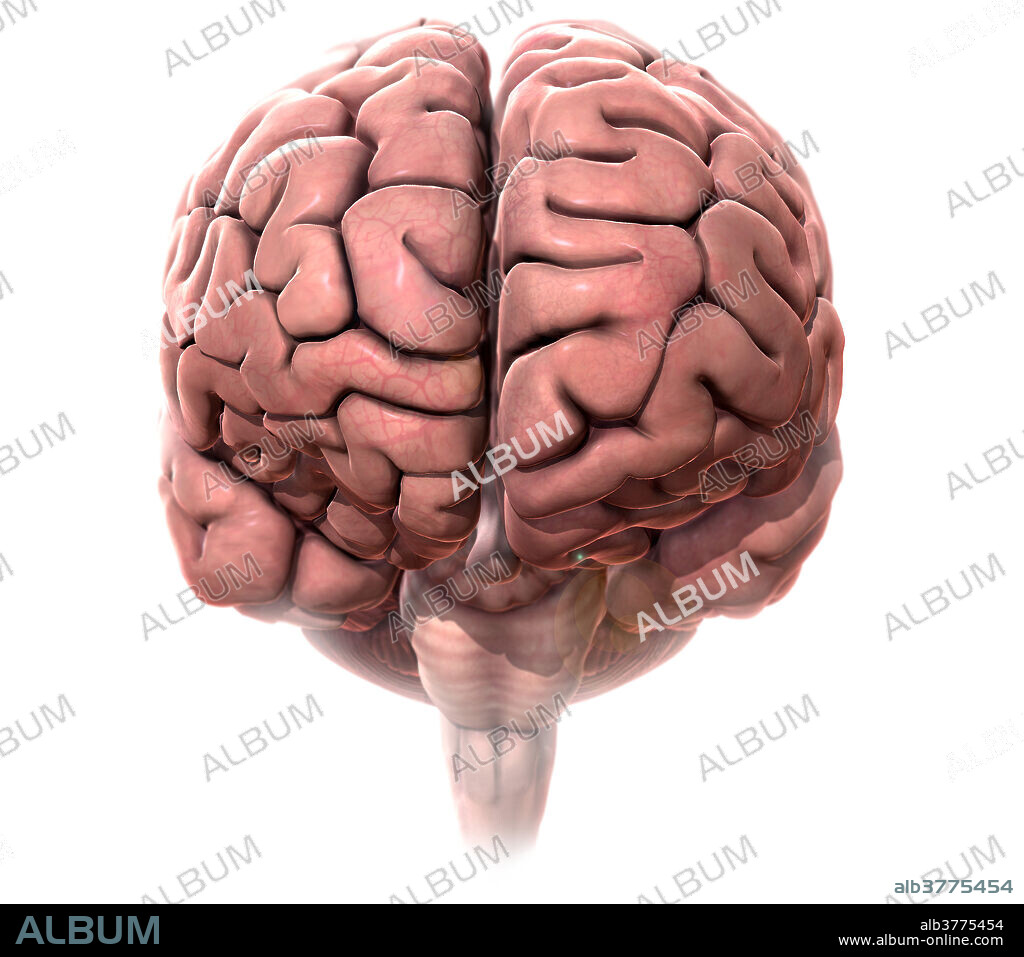 A stylized 3D illustration of the human brain from an anterior (frontal) view.