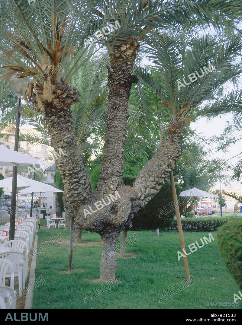PALMERA CANDELABRO - PASEO MARITIMO.