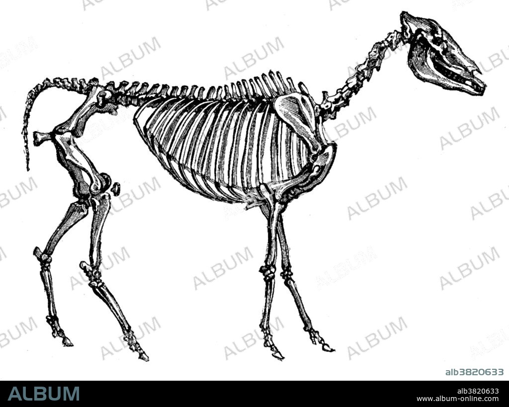 Hipparion (pony) is an extinct genus of horse living in North America, Asia, Europe, and Africa during the Miocene through Pleistocene epochs. Hipparion resembled the modern horse, but still had three vestigial outer toes (in addition to its hoof). These did not touch the ground. This animal appeared during Cenozoic era, the most recent era of geologic time, from about 65 million years ago to the present. The Cenozoic Era is characterized by the formation of modern continents and the diversification of mammals and plants. Grasses also evolved during the Cenozoic. The climate was warm and tropical toward the beginning of the era and cooled significantly in the second half, leading to several ice ages. Humans first appeared near the end of this era.