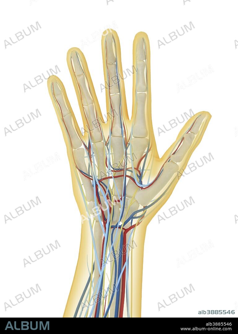 Human hand with nervous system, lymphatic system and circulatory system.