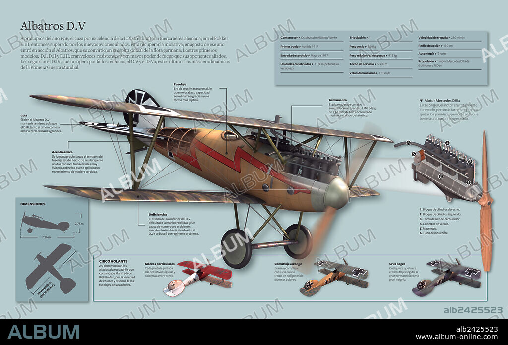 Albatros D. V. Infographic about the aircraft Albatross D.V., spine of the German fleet during World War I.