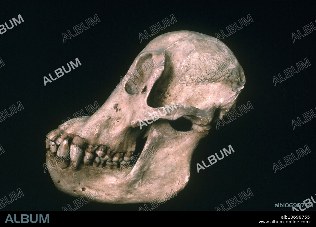Orangutan skull (Pongo pygmaeus).
