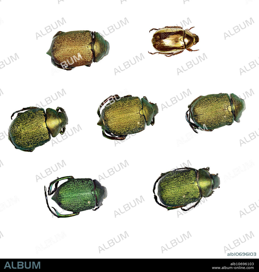 Six shining leaf chafers and one golden scarab beetle, found in Central and South America.
