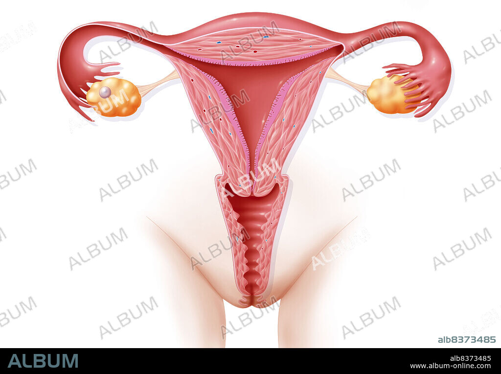 Female genital organs, with an ovarian follicle represented as an ovary.